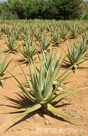 アロエベラ