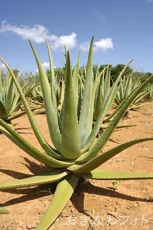 アロエベラ