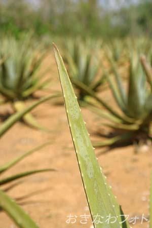 アロエベラ