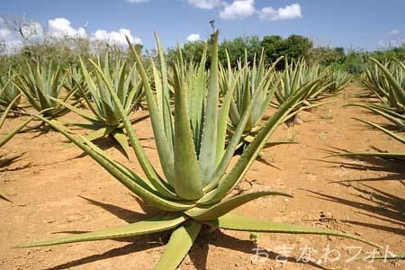 アロエベラ