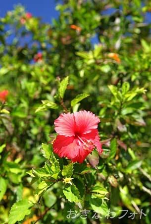 ハイビスカス