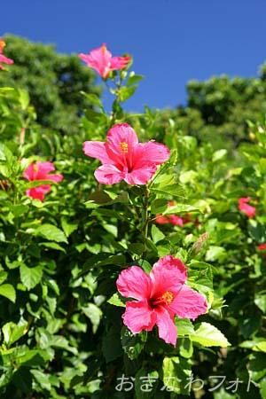 ハイビスカス
