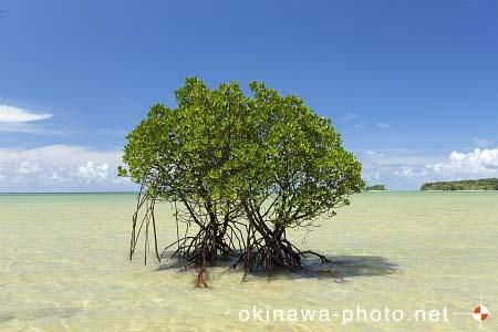 マングローブ