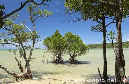マングローブ