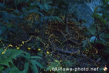 ヤエヤマボタル