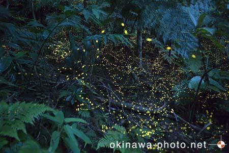 ヤエヤマボタル