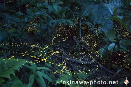 ヤエヤマボタル