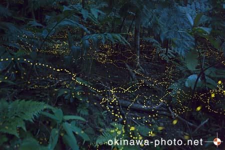 ヤエヤマボタル