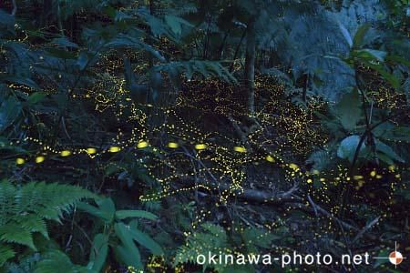 ヤエヤマボタル