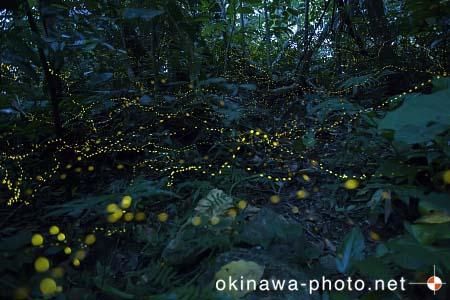 ヤエヤマボタル