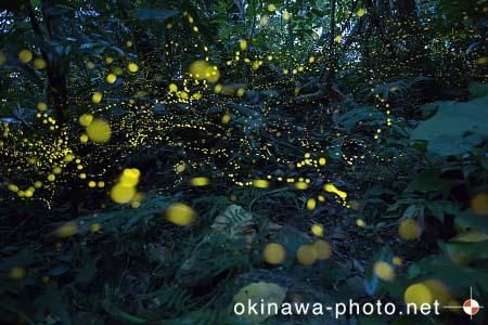 ヤエヤマボタル