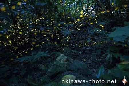 ヤエヤマボタル