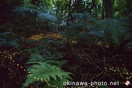 ヤエヤマボタル