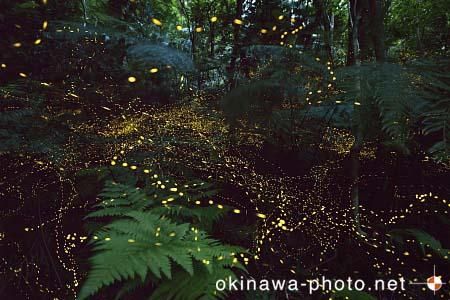 ヤエヤマボタル