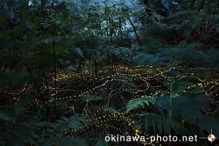 ヤエヤマボタル