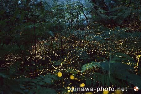 ヤエヤマボタル