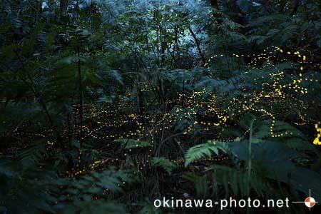 ヤエヤマボタル