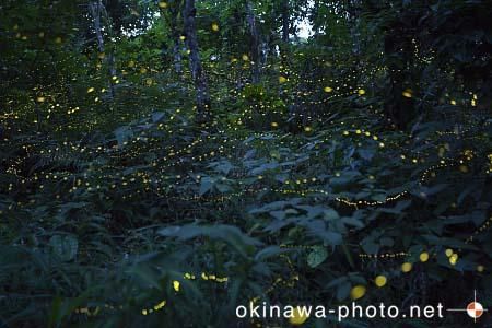 ヤエヤマボタル