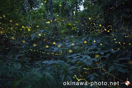 ヤエヤマボタル