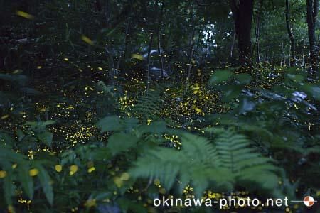 ヤエヤマボタル