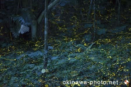 ヤエヤマボタル