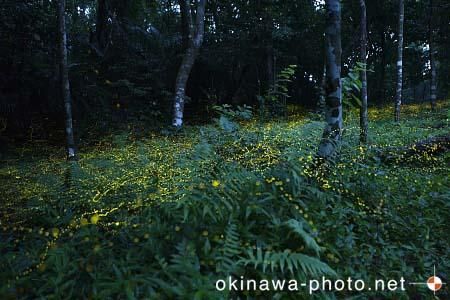 ヤエヤマボタル