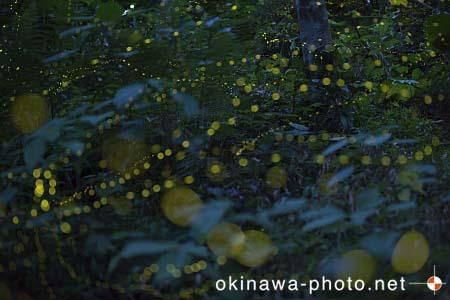 ヤエヤマボタル