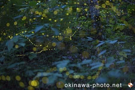 ヤエヤマボタル