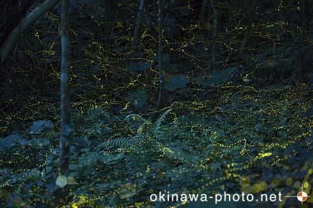 ヤエヤマボタル