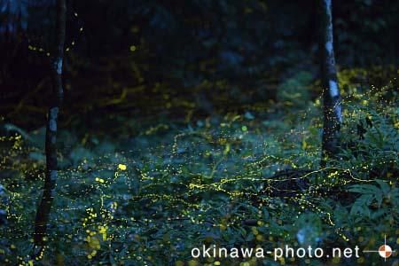 ヤエヤマボタル