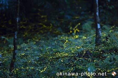 ヤエヤマボタル