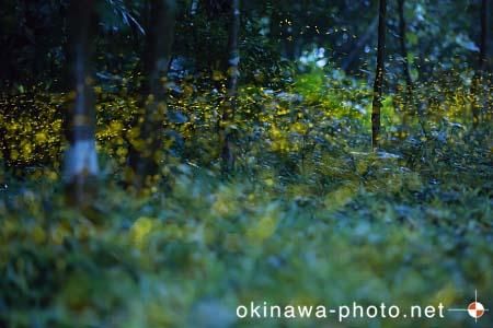 ヤエヤマボタル