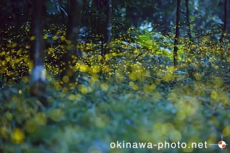 ヤエヤマボタル