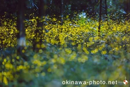 ヤエヤマボタル