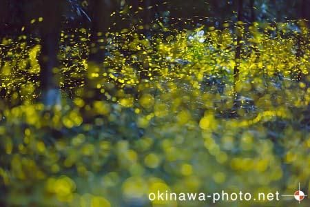 ヤエヤマボタル