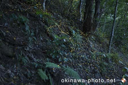 ヤエヤマボタル