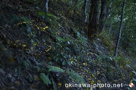 ヤエヤマボタル