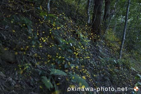 ヤエヤマボタル