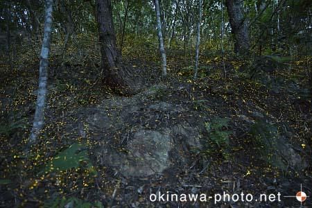 ヤエヤマボタル