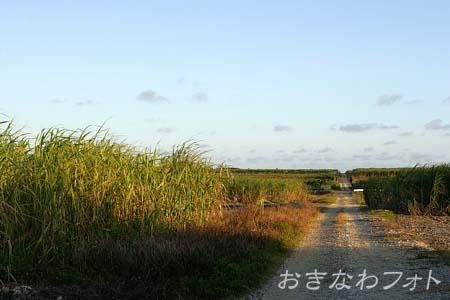 サトウキビ畑と道