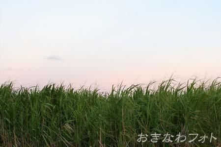 サトウキビ畑