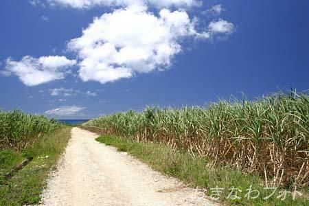 サトウキビ畑と道