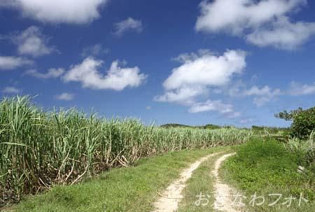 サトウキビ畑と道