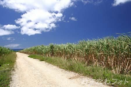 サトウキビ畑と道