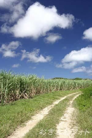 サトウキビ畑と道