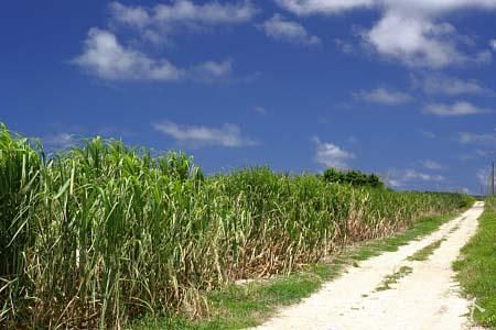 サトウキビ畑と道