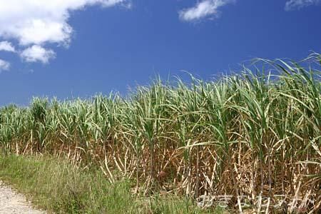 サトウキビ畑