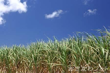 サトウキビ畑