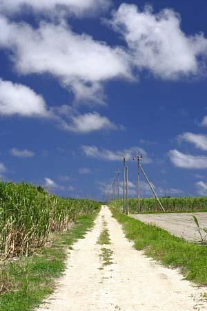 サトウキビ畑と道