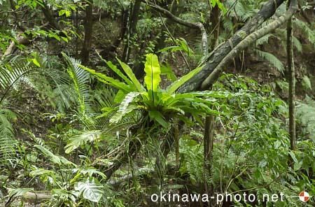 オオタニワタリ